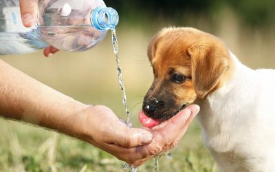 Hidratează animalul de companie cu apa Kangen