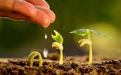 Udă plantele cu apa alcalină Kangen